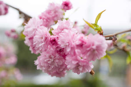 Prunus Asano (Japanese Cherry) blossom flowersの写真素材