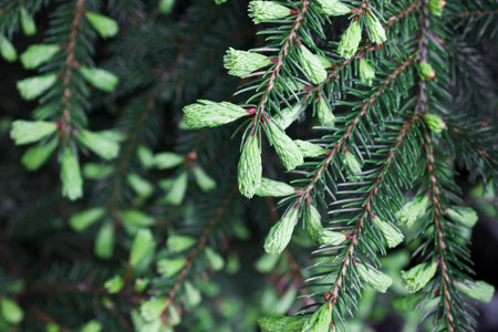Norway spruce (Picea abies) branches with young shoots during spring . natural background, close upの写真素材