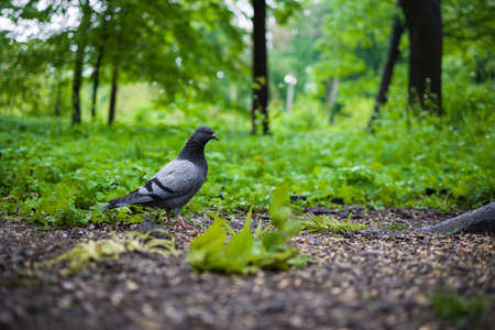 Single pigeon on the green grassの写真素材