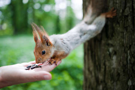 squirrel eats nuts from a human hand. Squirrel feeding in the park.の写真素材