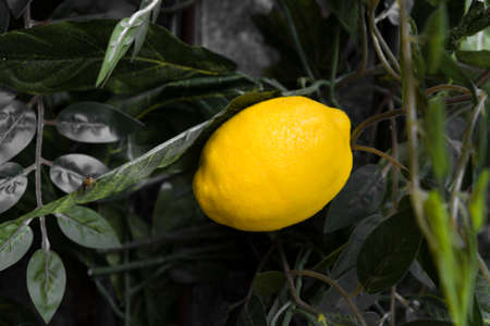 Lemon fruits made of plastic and artificial materials on a tree.