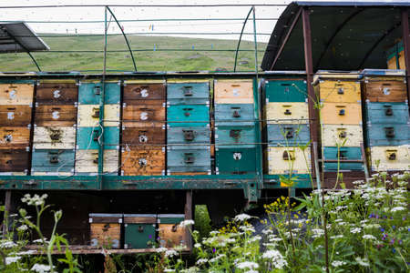 houses of the bees are placed on the green grass in the mountains. row of bee hives in a field in mountainsの写真素材