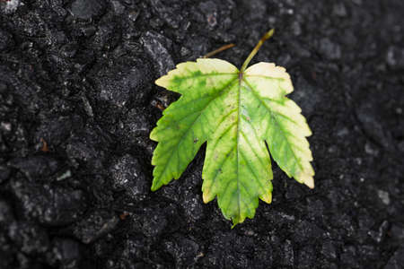 Close up of fallen green leaf on dark groundの写真素材