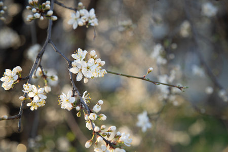 Blooming apple tree in the spring gardenの写真素材