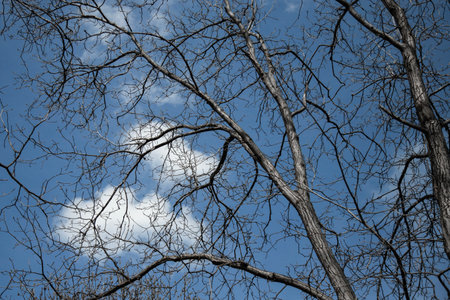 shot of a tree silhouette against a cloudy skyの写真素材