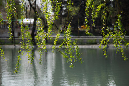 Front view of weeping willow leaf at waterfront