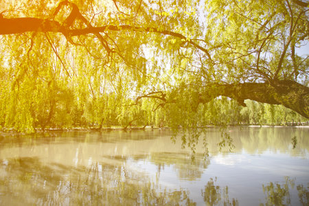 Weeping willow branches hang down over the water at the sunset time