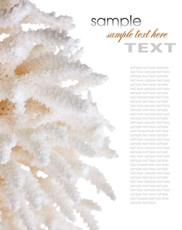 coral isolated on a white backgroundの写真素材