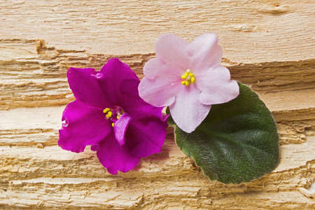 Flower with leaves on wooden backgroundの写真素材