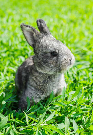 Little gray rabbit sunny day on the green lawn