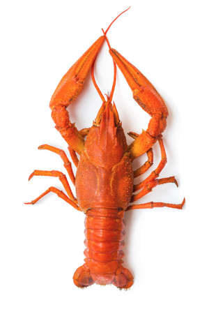 the red lobster on a white backgroundの写真素材
