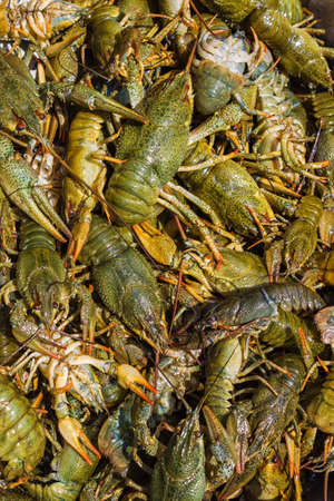 Background of the heap of live crawfishの写真素材