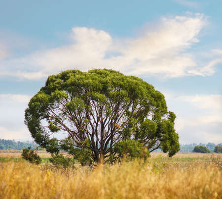 The lonely tree in the field on the background of the skyの写真素材