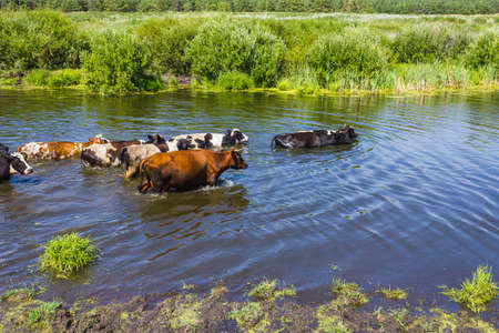 Cows wade cross the river in the countrysideの写真素材