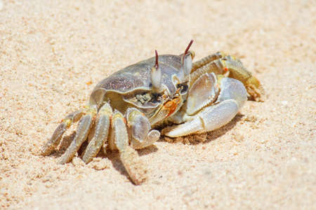 marine crab  on a background of sandの写真素材