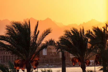 Silhouettes of palm trees at sunset on the Red Sea, Egypt, Hurghadaの写真素材