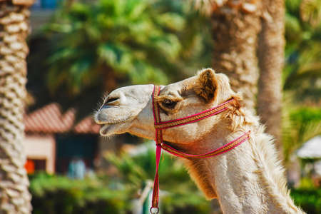 The muzzle of the African camel close-up