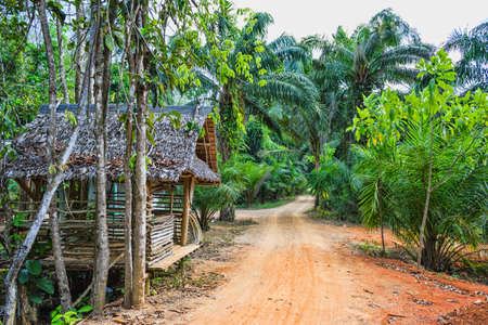 hut on the road in the jungle with palm trees on the  Phuket in Thailandの写真素材