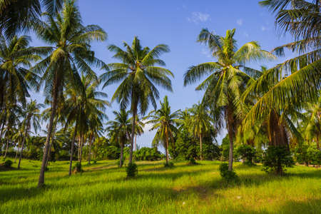 grove of coconut trees on a sunny day in Thailandの写真素材