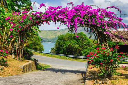 Arch of purple flowers in the garden in Thailandの写真素材