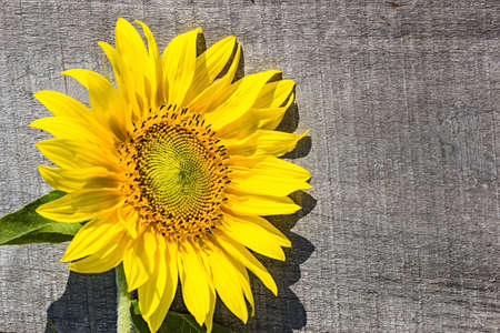 Frame of sunflowers on the old boardの写真素材