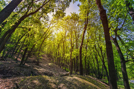 Green forest in the spring on a sunny dayの写真素材