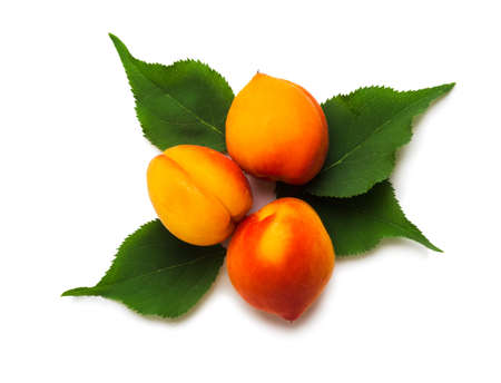 Sweet ripe bright apricots with leaves on a white backgroundの写真素材