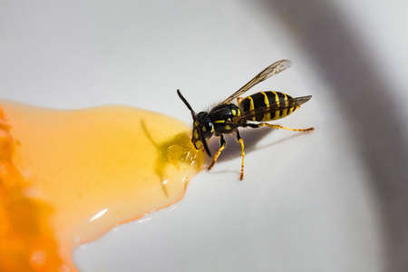 Close-up. Wasp stealing honey from the plate