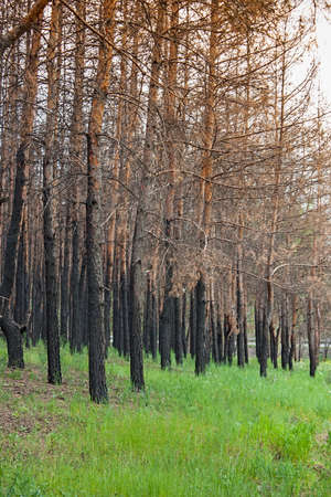 burnt pine forest after fireの写真素材