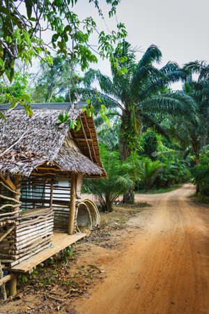 hut on the road in the jungle with palm trees on the  Phuket in Thailandの写真素材