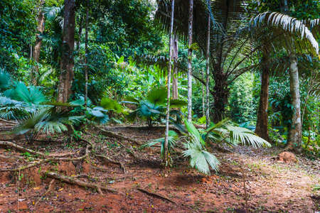 tropical jungles of South East Asia. Thailandの写真素材