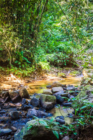 tropical jungles of South East Asia. Thailand
