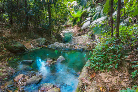 tropical jungles of South East Asia. Thailand