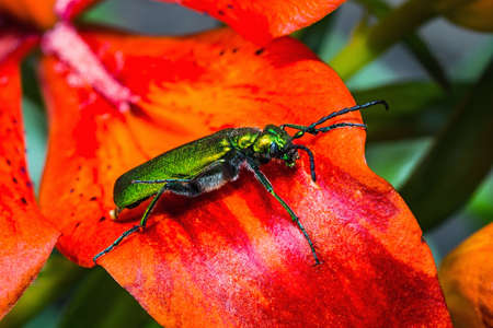 cantharis lytta vesicatoria, green beetle on a flower