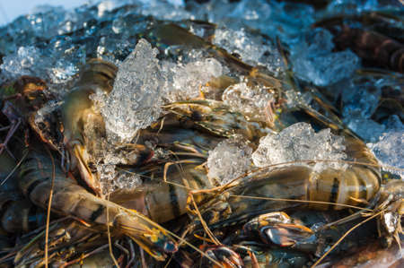 shrimp and other seafood on ice at a market in Thailandの写真素材
