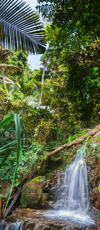 tropical jungles of South East Asia. Thailand