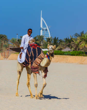 DUBAI, UAE - NOVEMBER 11: Camel on Jumeirah Beach in Duba at the Burj Al Arab background, NOV 11. 2013  in Dubai, UAE. Dubai was the fastest developing city in the world between 2002 and 2008.のeditorial素材