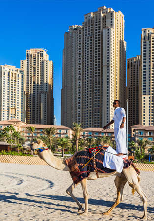DUBAI, UAE - NOVEMBER 11: High rise buildings and streets nov 11. 2013  in Dubai, UAE. Dubai was the fastest developing city in the world between 2002 and 2008. Camel on Jumeirah Beach in Dubai, UAEのeditorial素材