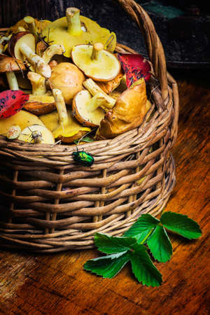 Still life of yellow boletus mushrooms in a basketの写真素材