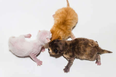 just new born  kitten from couple of hoursの写真素材