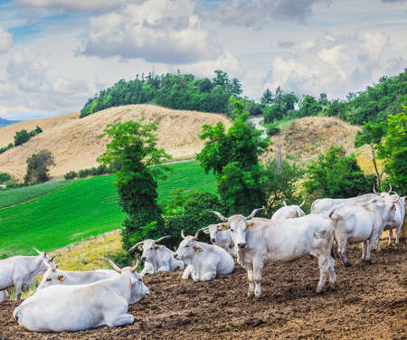 Cow is resting on a background of hilly landscape. Italyの写真素材