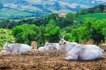 Cow is resting on a background of hilly landscape. Italyの写真素材