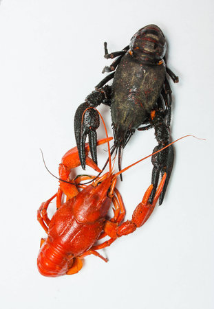 Two cancer is on a white backgroundの写真素材