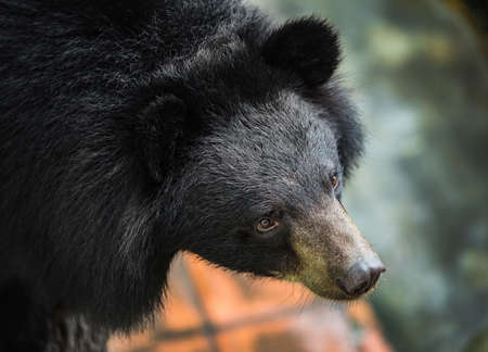 Asiatic black bear, Tibetan black bear, Ursus thibetanus, large tropical asian bear with black fur and white V shape fur on the bustの写真素材