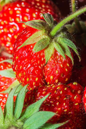 summer ripe juicy red strawberry close-up macroの写真素材