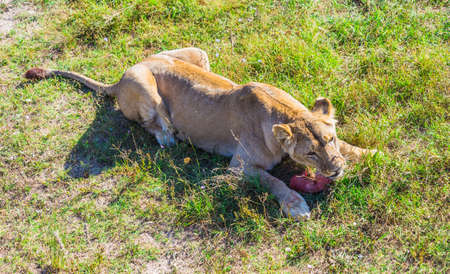 Lion Pride in nature safari park Taigan Belogorsk Crimea