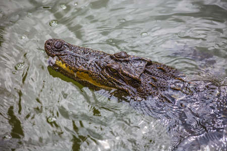 water bodies on the Crocodile Farm in Dalat. Vietnam