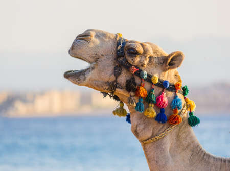 The muzzle of the African camel close-upの写真素材