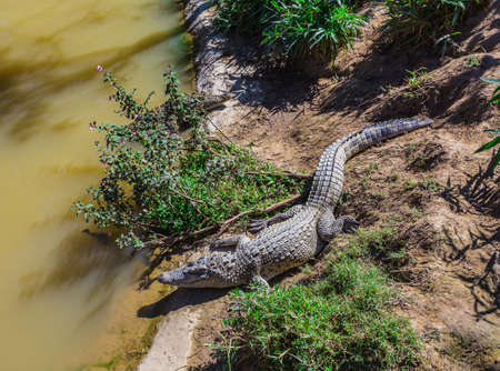 water bodies on the Crocodile Farm in Dalat. Vietnamの写真素材