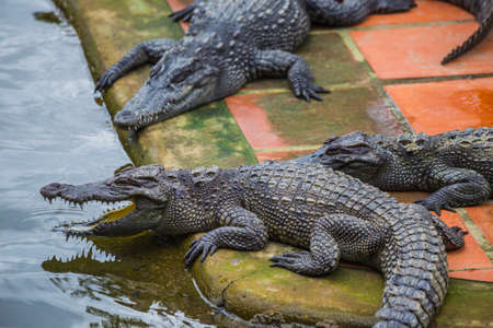water bodies on the Crocodile Farm in Dalat. Vietnamの写真素材
